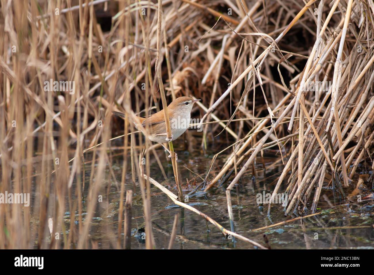 Little bird looking for food in the swamp, Savi`s Warbler, Locustella luscinioides Stock Photo